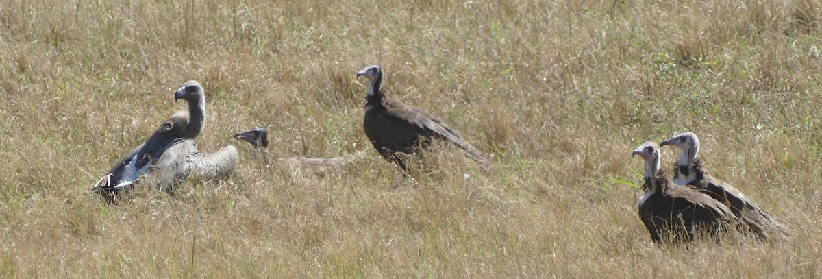 White-backed Vulture - ML618806355