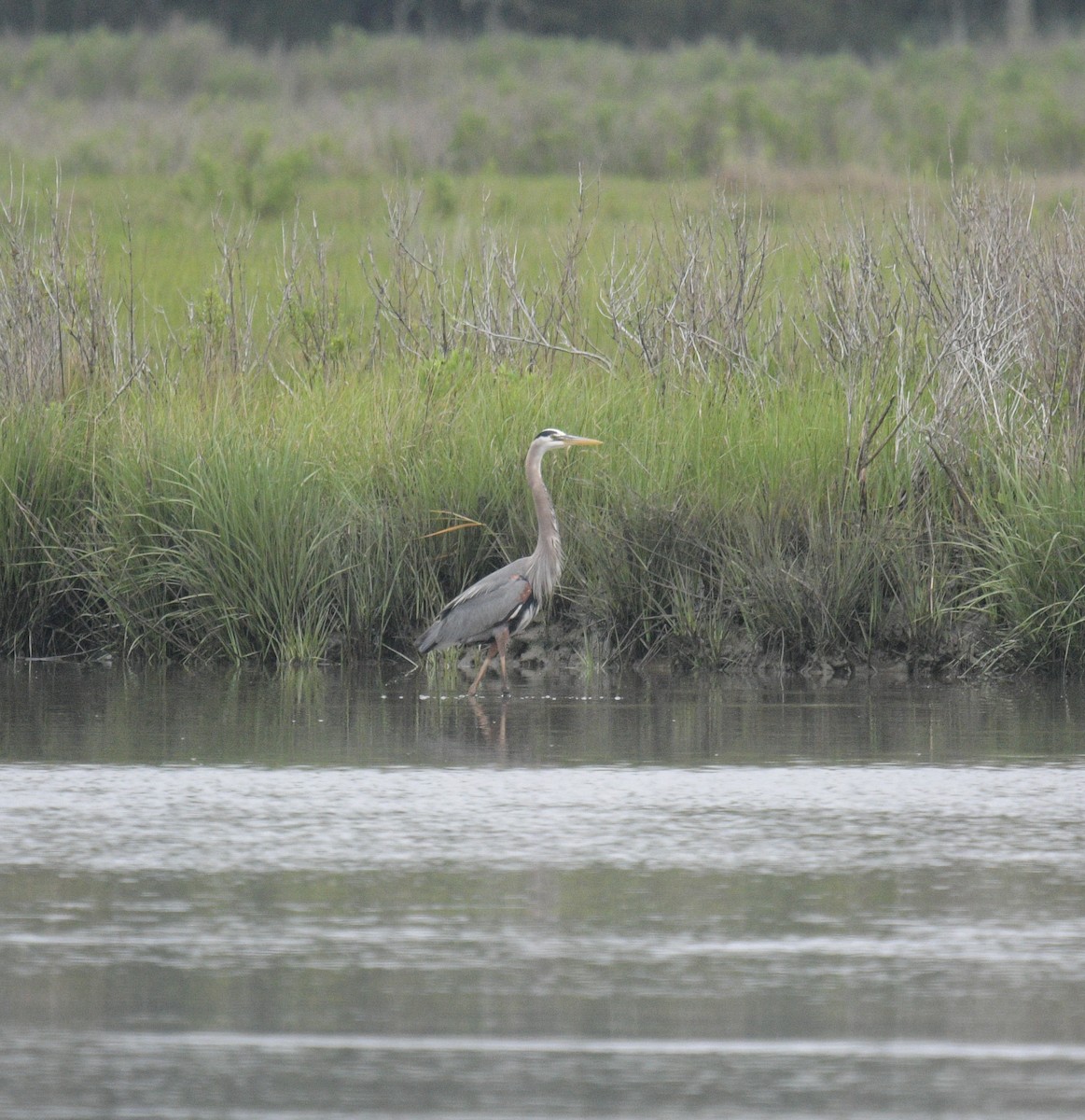 Great Blue Heron - Margaret Poethig