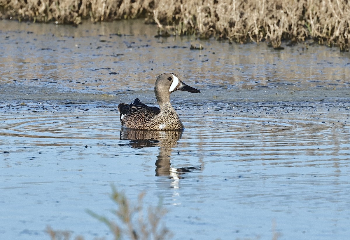 Blue-winged Teal - Albert Linkowski