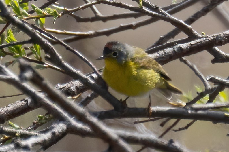 Nashville Warbler - Mitch (Michel) Doucet