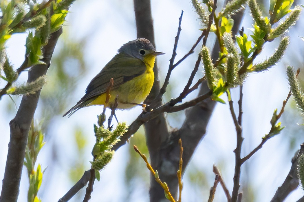 Nashville Warbler - Mitch (Michel) Doucet