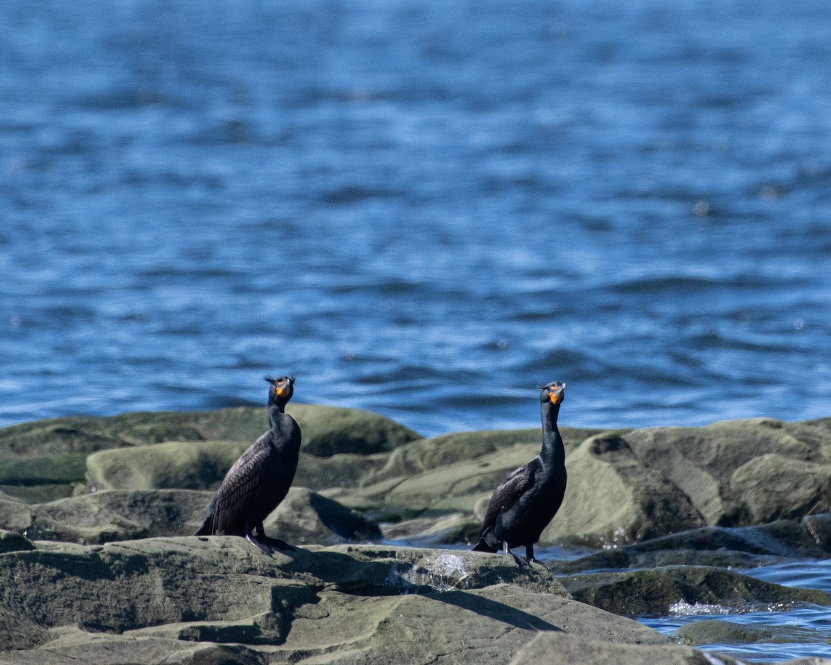 Double-crested Cormorant - Christine Pelletier et (Claude St-Pierre , photos)