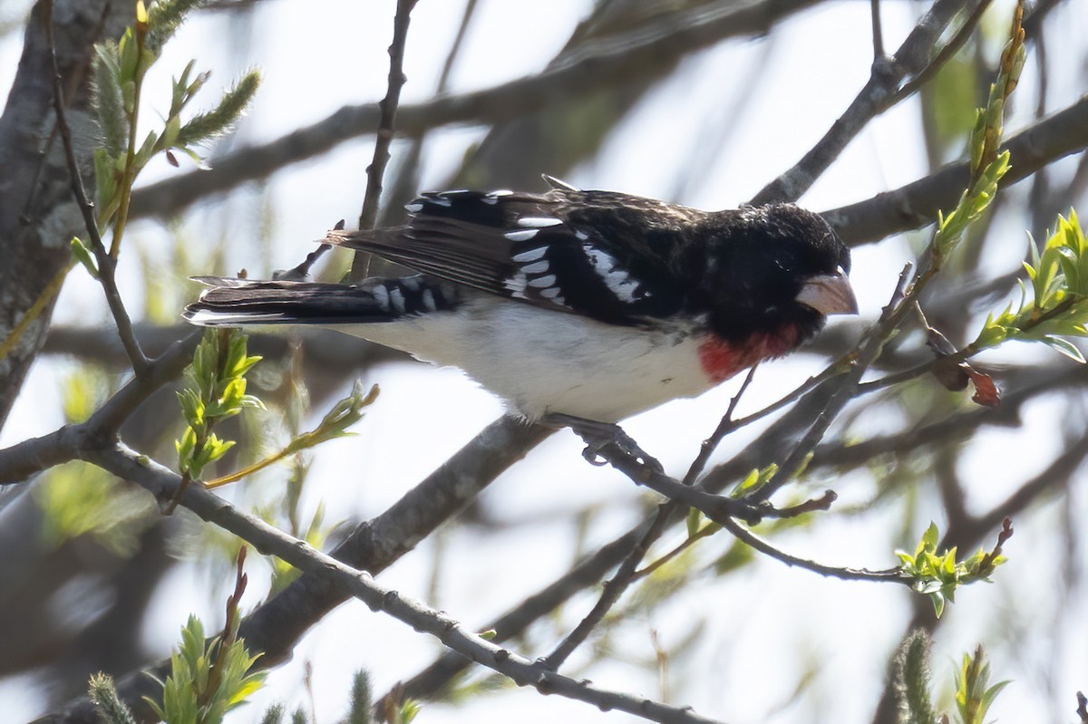 Rose-breasted Grosbeak - Mitch (Michel) Doucet