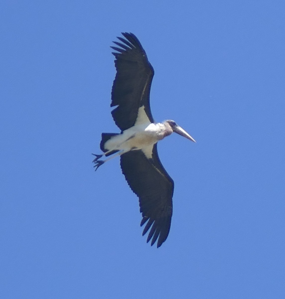 Marabou Stork - Jane Williamson