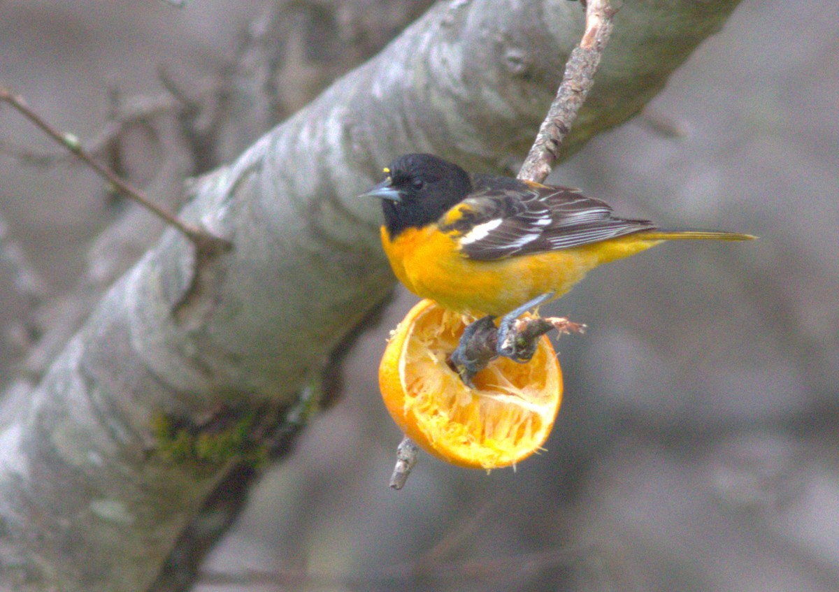 Baltimore Oriole - ML618806378