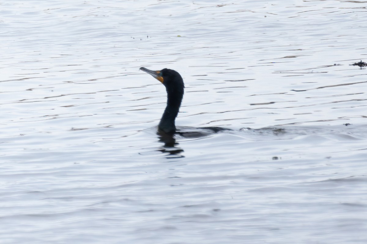 Double-crested Cormorant - Mitch (Michel) Doucet