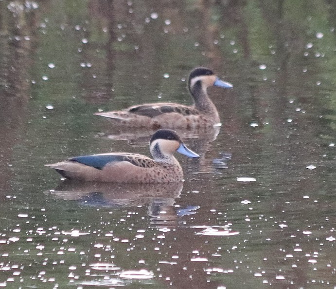 Blue-billed Teal - ML618806394