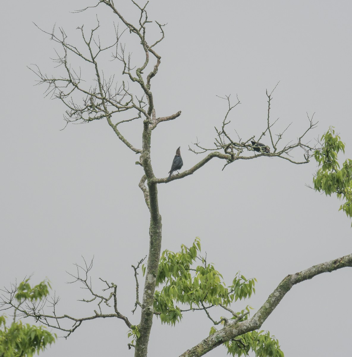 Brown-headed Cowbird - Margaret Poethig