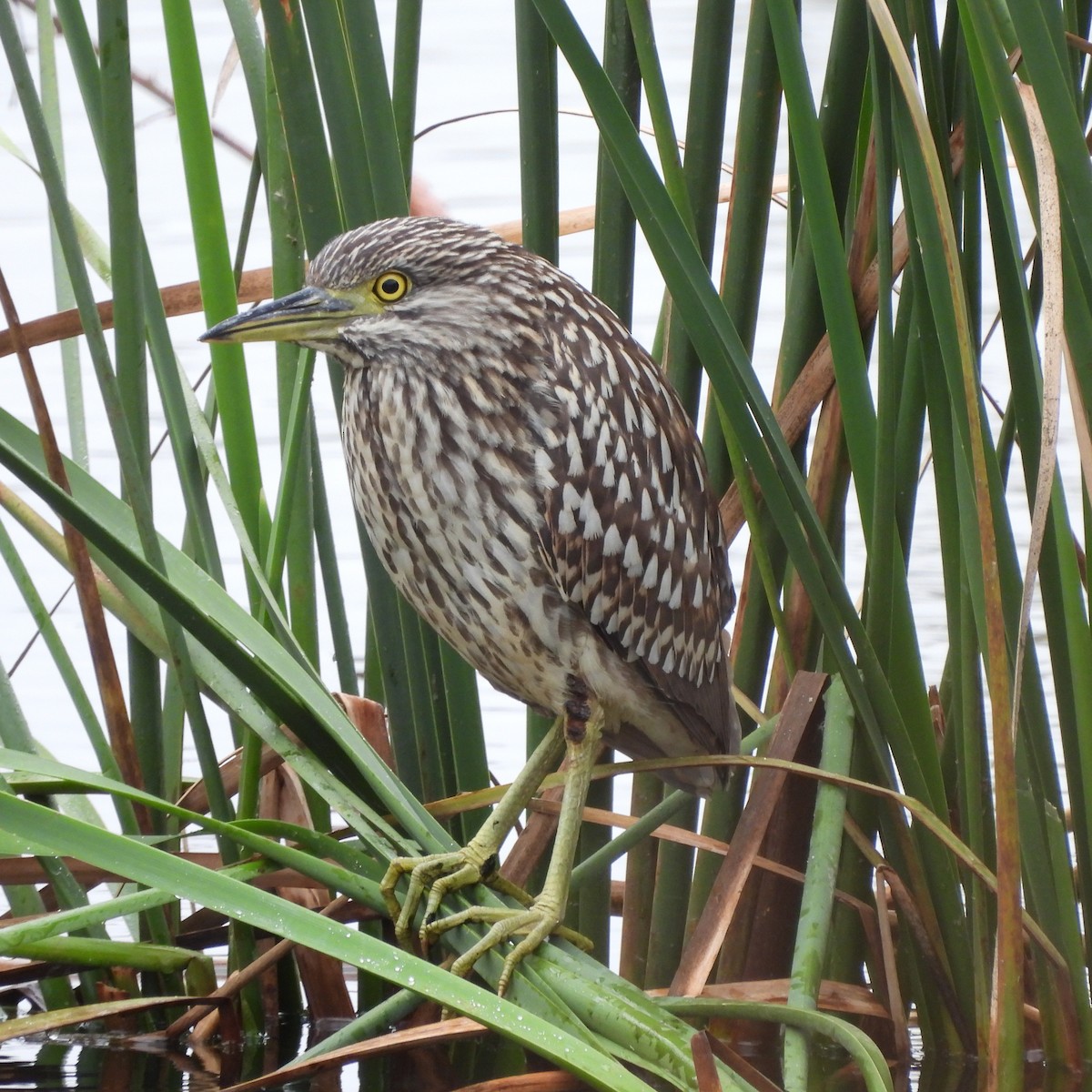 Nankeen Night Heron - Bernadette Mullaney