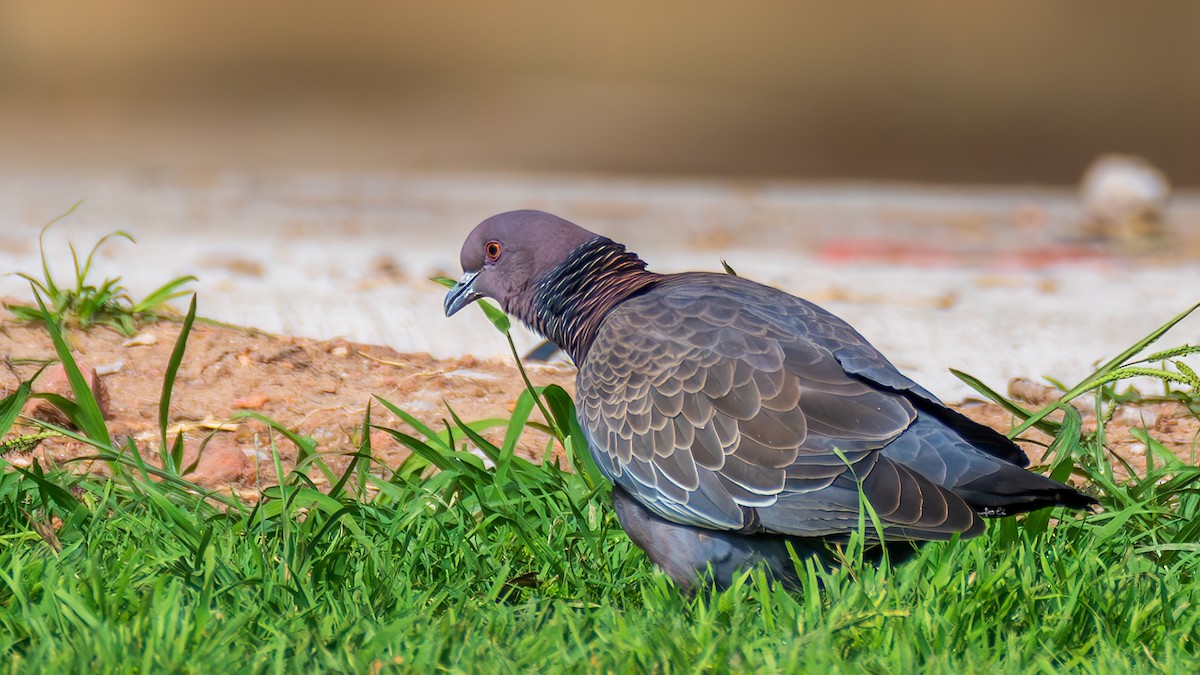 Picazuro Pigeon - Yosico Chu