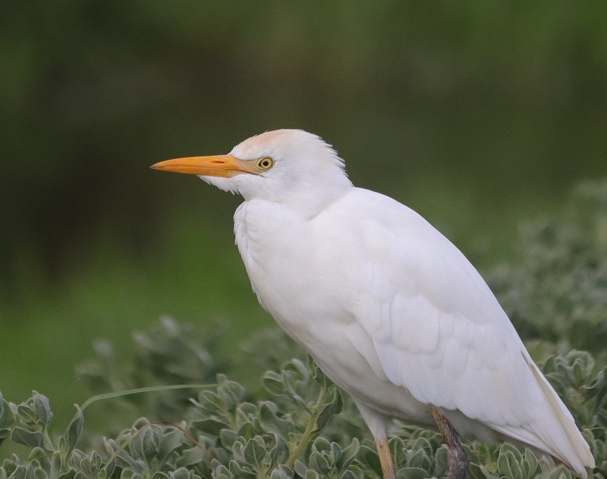 Western Cattle Egret - Oliver Main