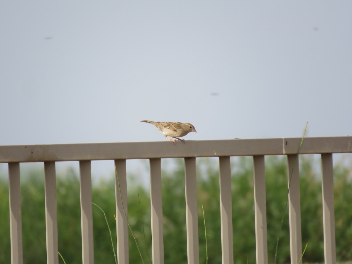 House Sparrow - ML618806434