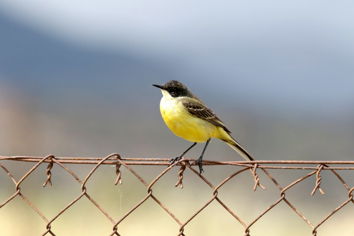 Western Yellow Wagtail (feldegg) - Olivier Laporte