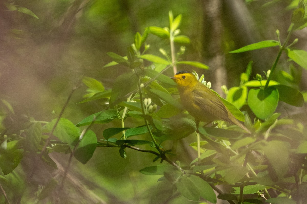 Wilson's Warbler - Coleen Lawlor