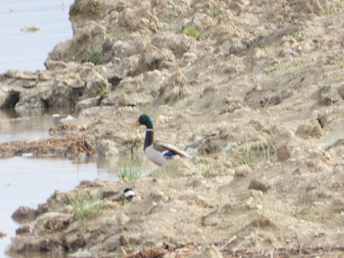 Mallard - Kenan Erayman