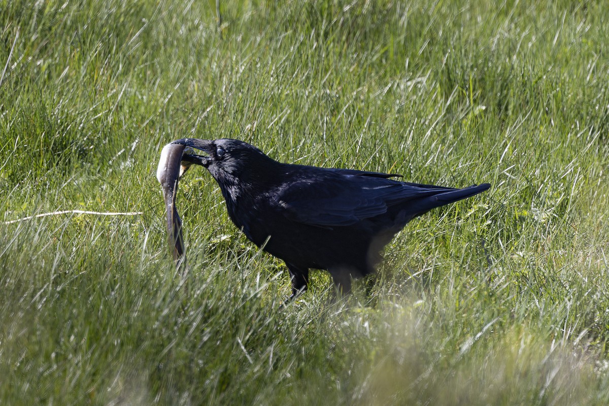 Carrion Crow - ML618806451