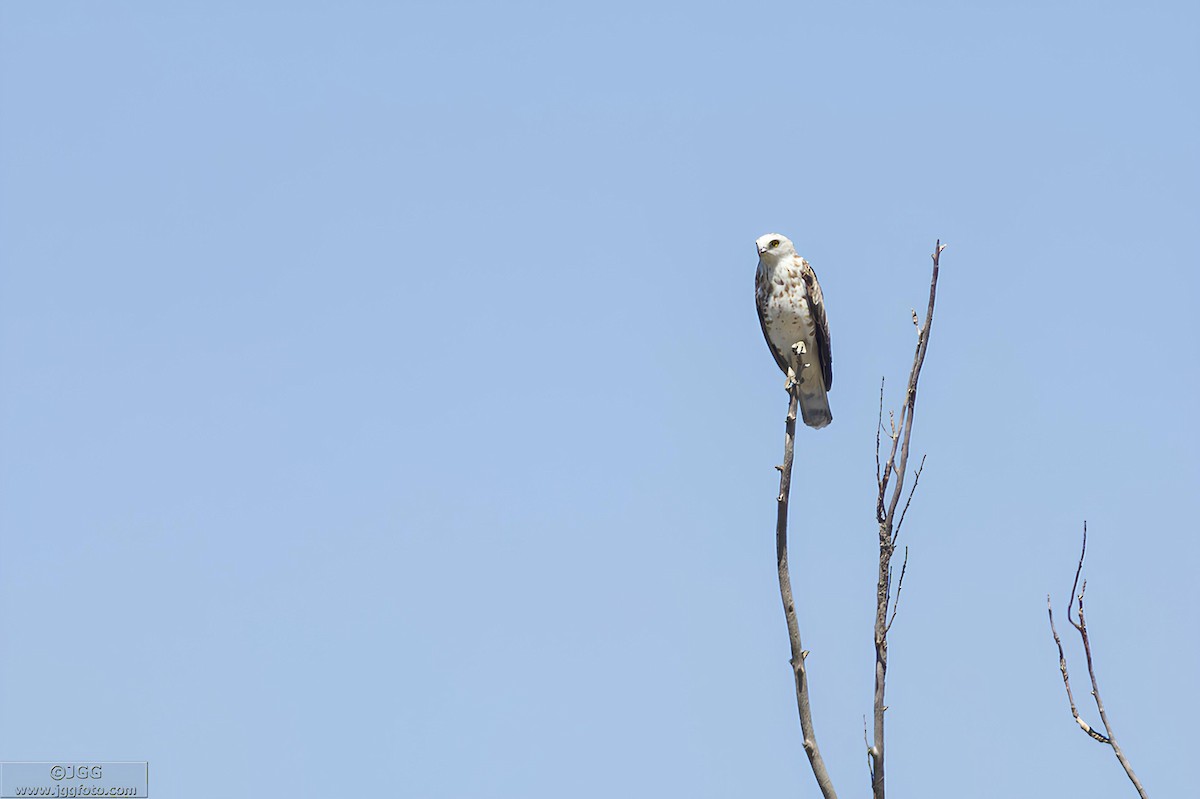 Short-toed Snake-Eagle - Javier Gómez González