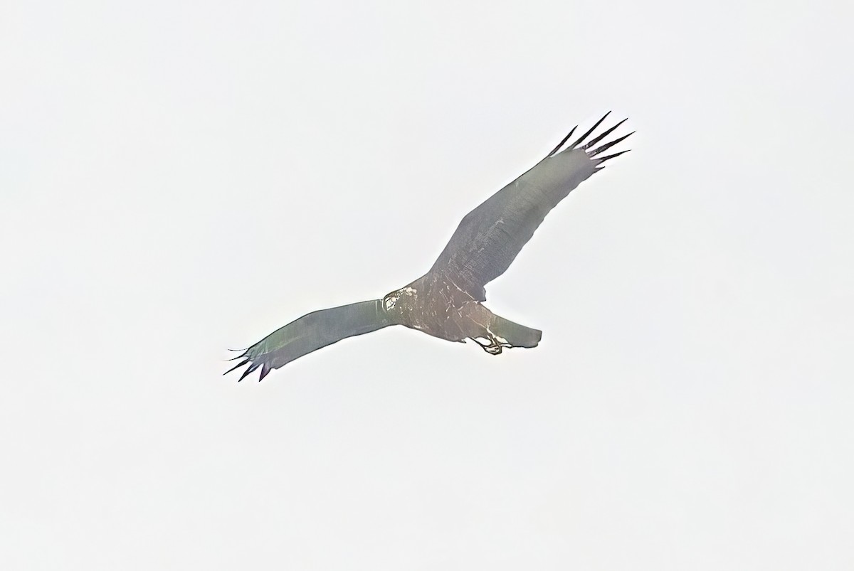 Swamp Harrier - Alfons  Lawen