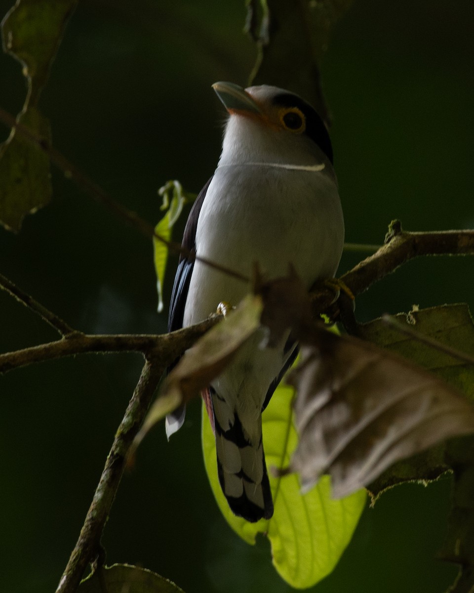 Silver-breasted Broadbill - Saravanan Palanisamy