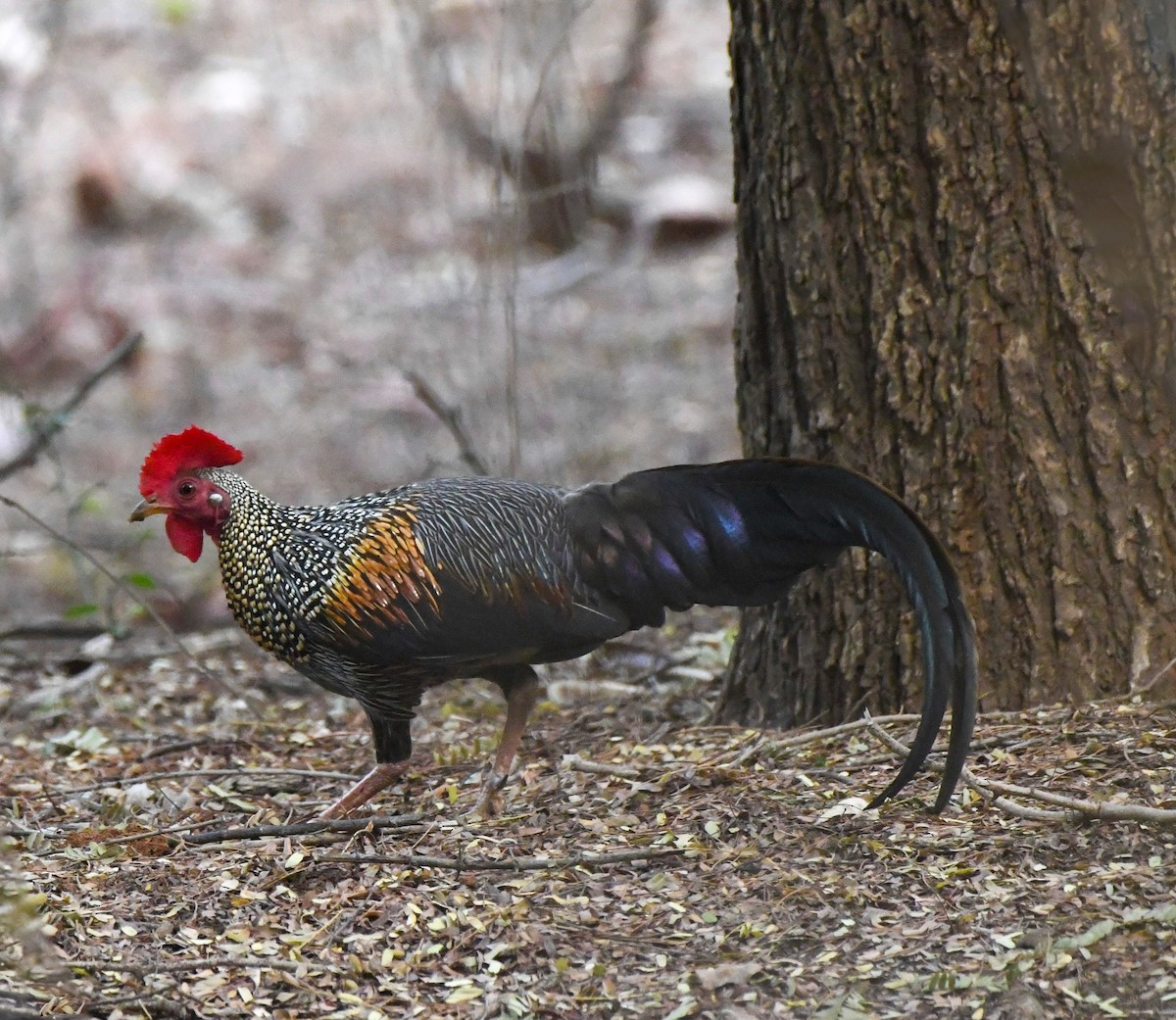 Gray Junglefowl - prem sai