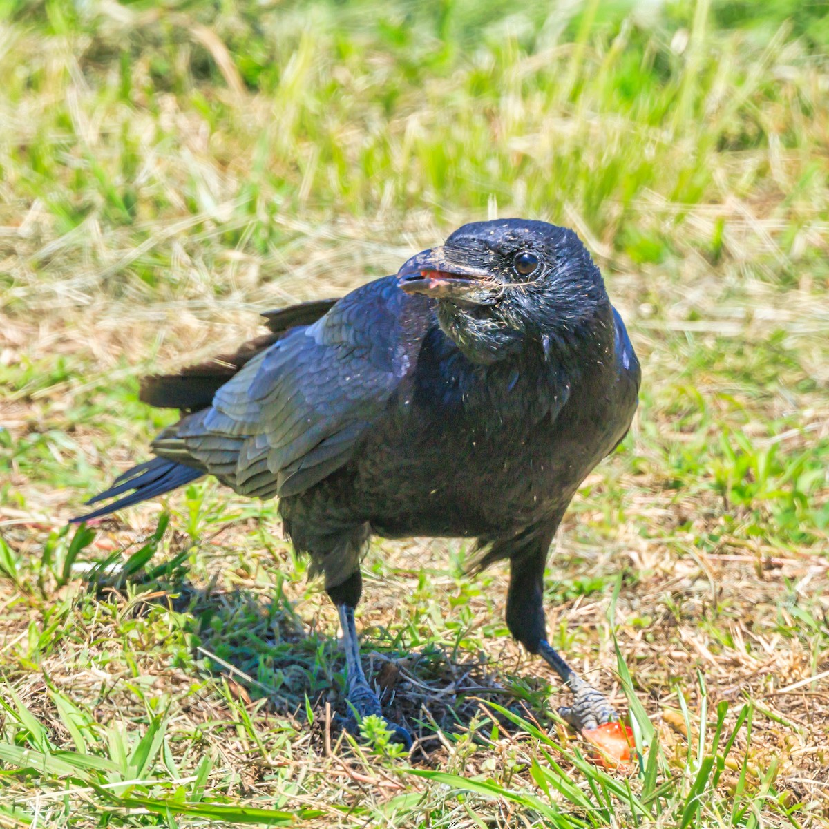 Carrion Crow - ML618806470