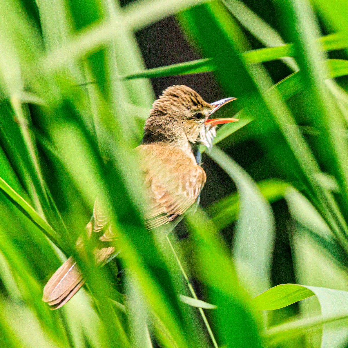 Oriental Reed Warbler - Masaharu Inada