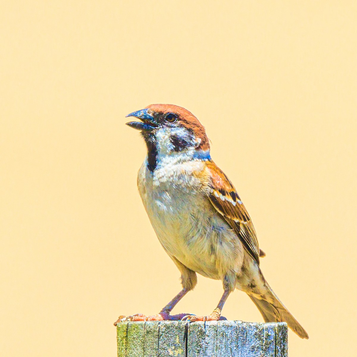 Eurasian Tree Sparrow - ML618806478