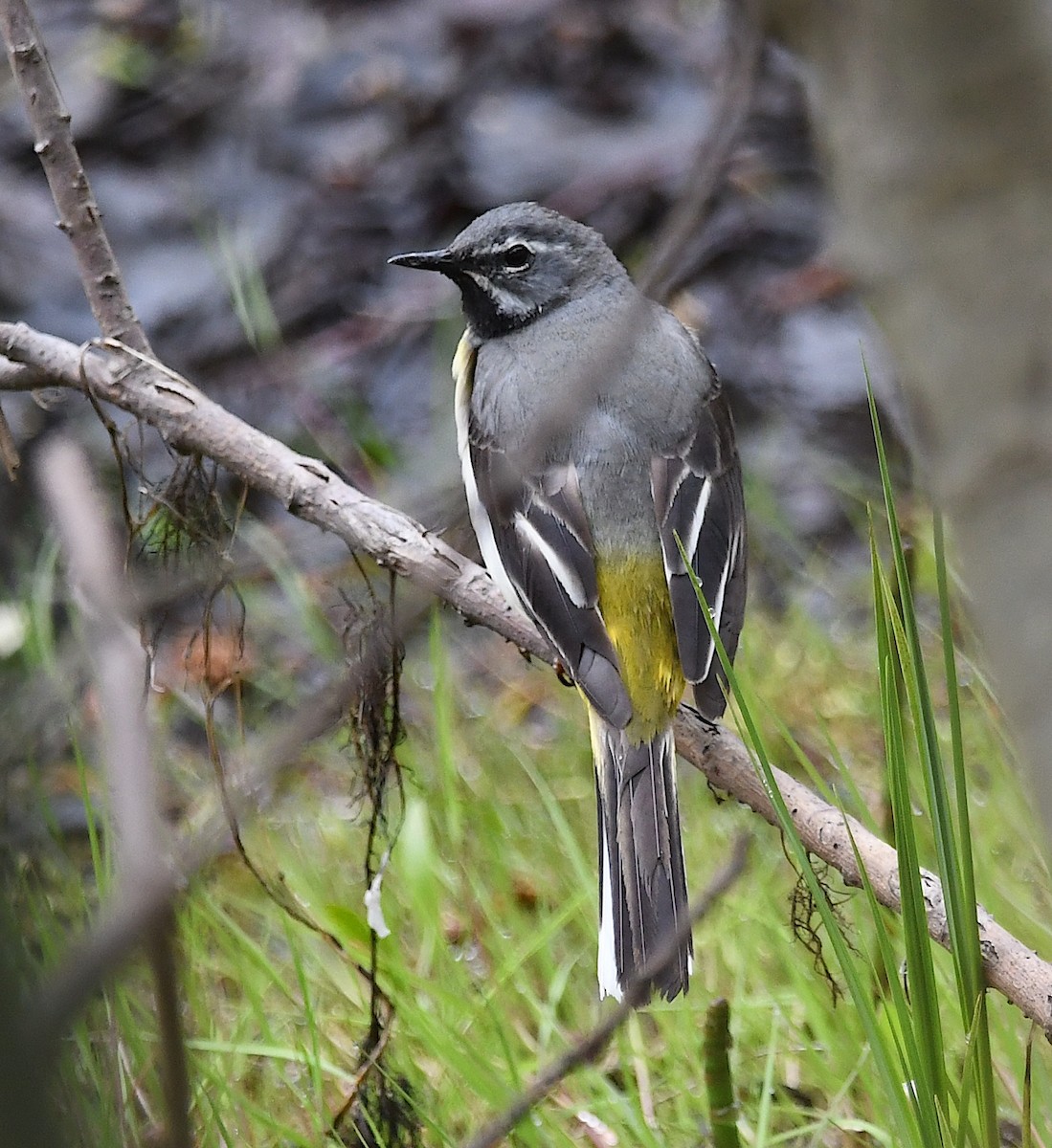 Gray Wagtail - Василий Калиниченко