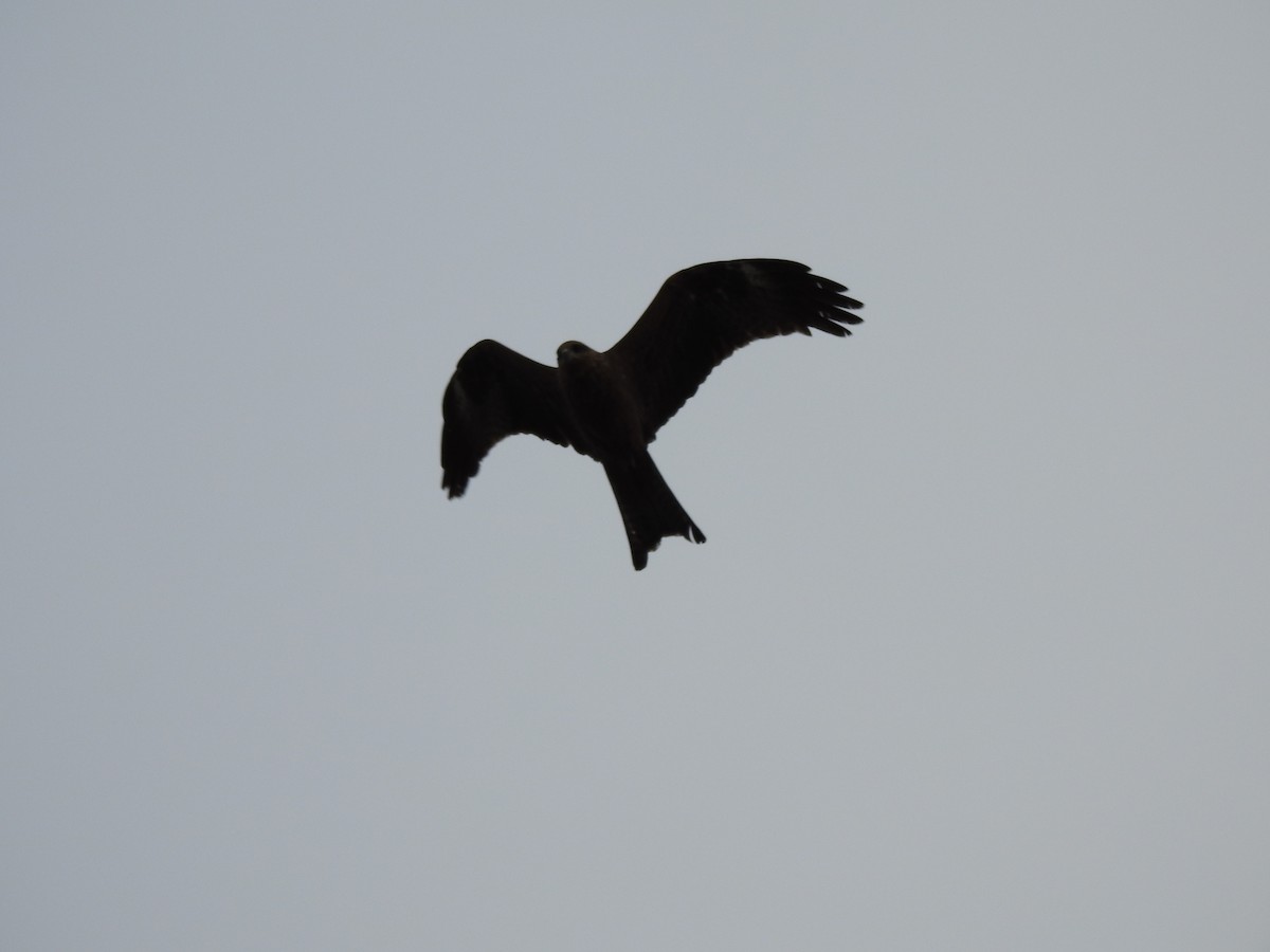 Black Kite - Sharron Krause