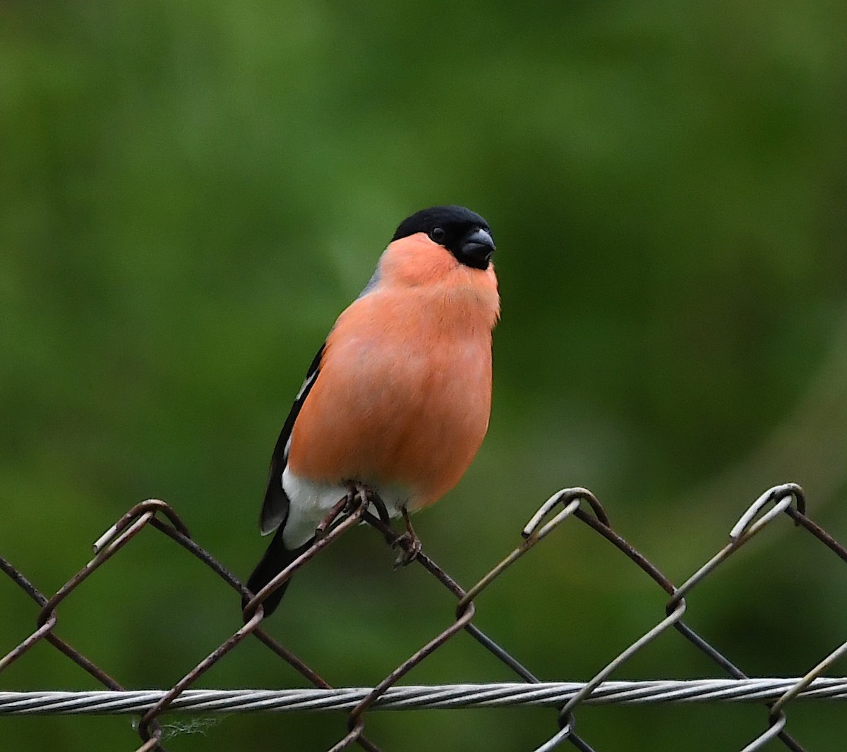 Eurasian Bullfinch - Василий Калиниченко