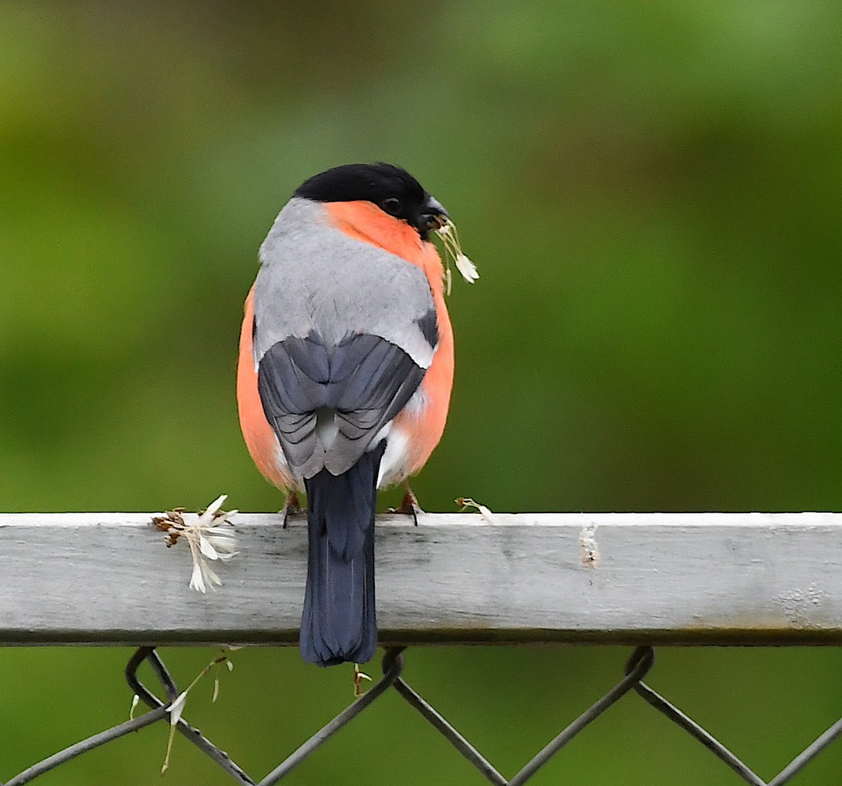 Eurasian Bullfinch - Василий Калиниченко