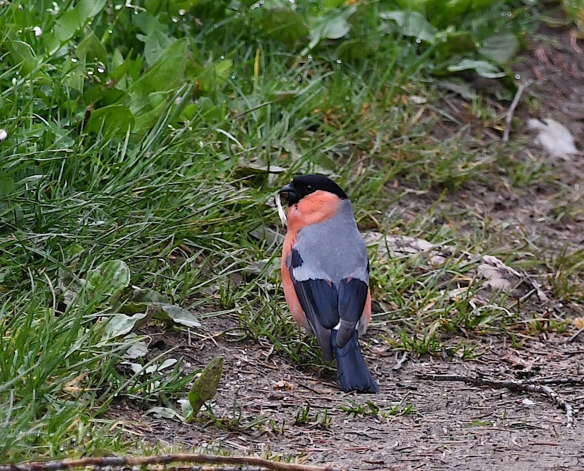 Eurasian Bullfinch - Василий Калиниченко