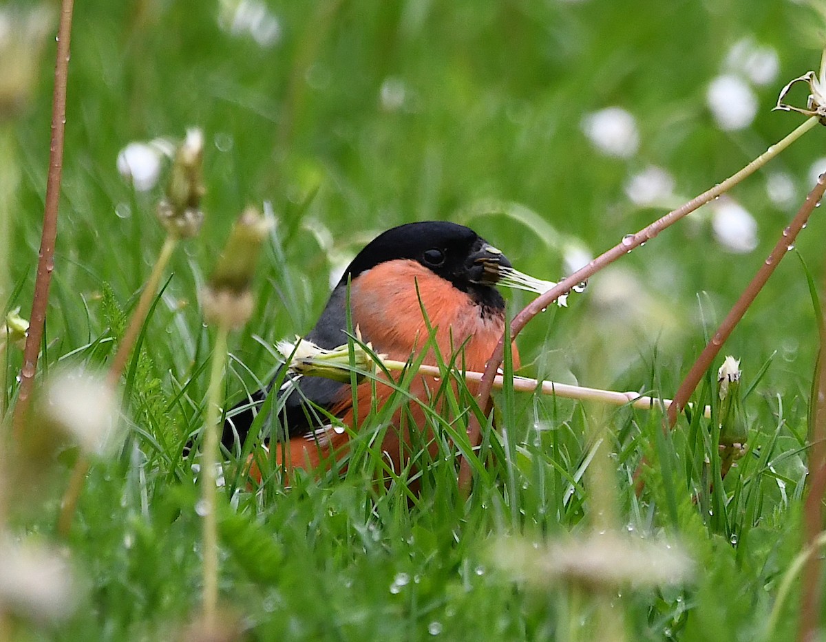 Eurasian Bullfinch - Василий Калиниченко