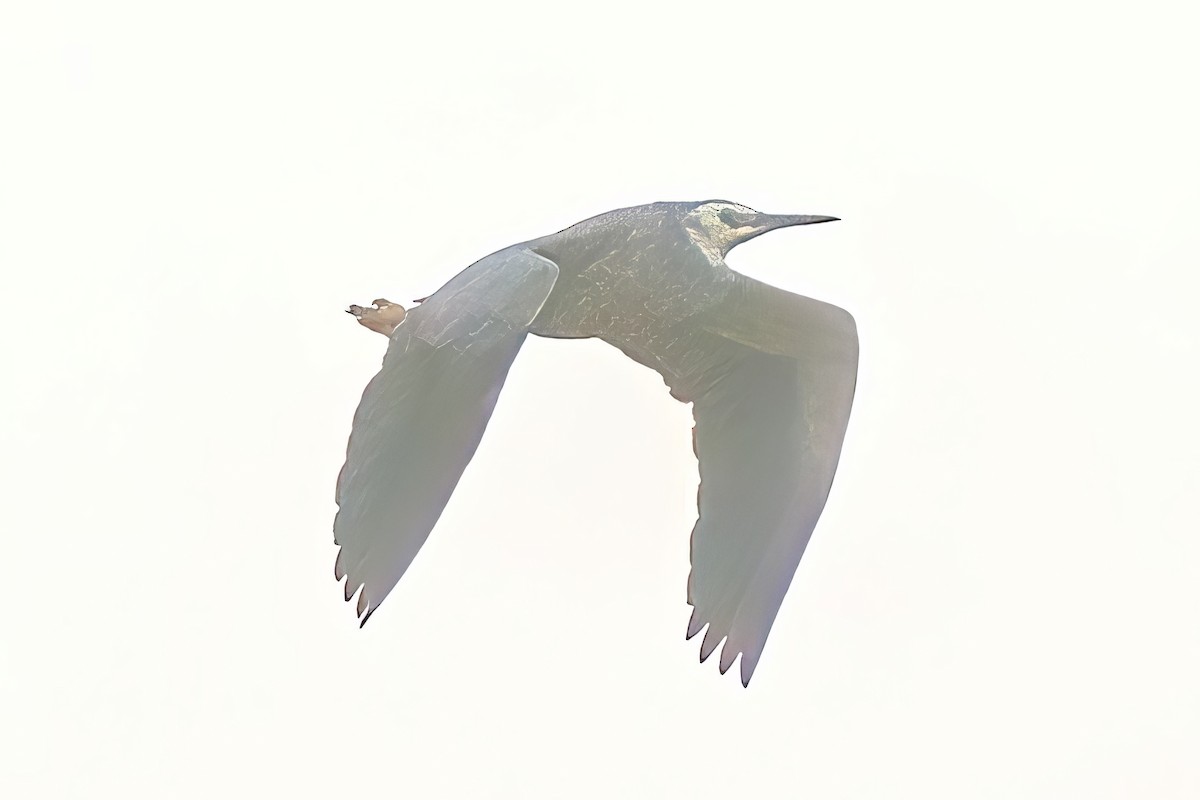 White-faced Heron - Alfons  Lawen