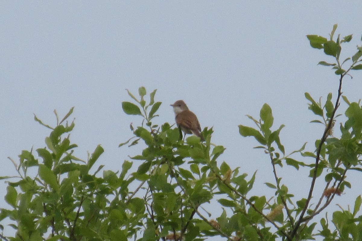 Greater Whitethroat - Alex Press