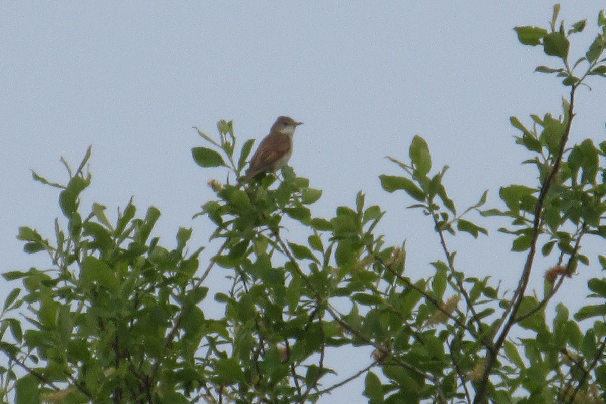 Greater Whitethroat - Alex Press