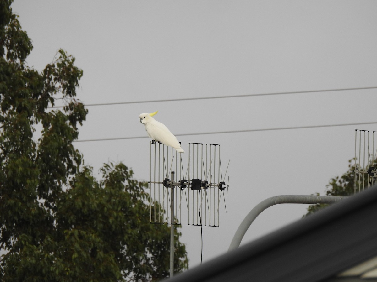 Sulphur-crested Cockatoo - ML618806524