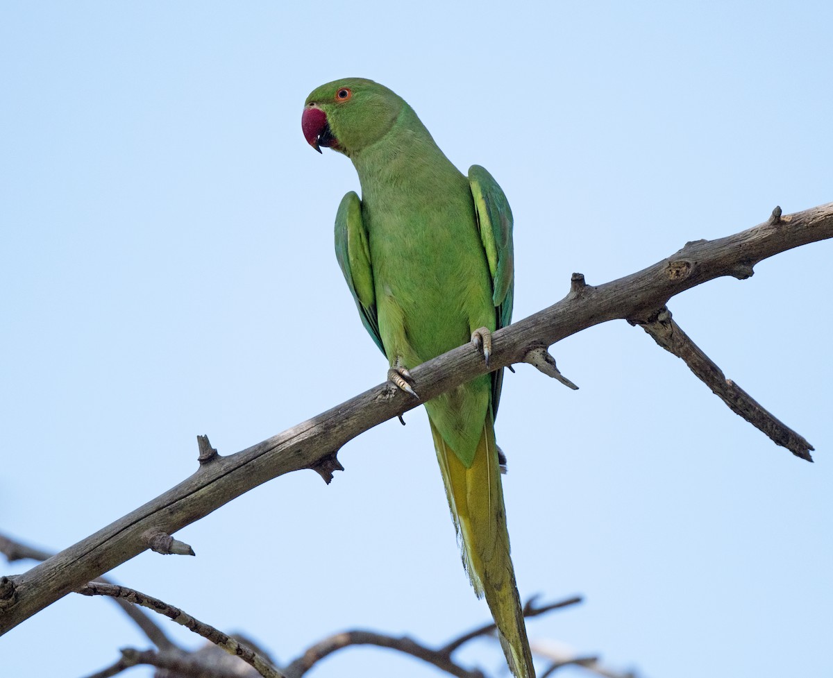 Rose-ringed Parakeet - chandana roy