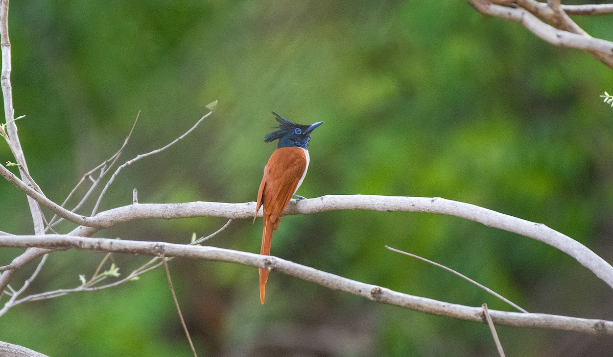 Indian Paradise-Flycatcher - prem sai