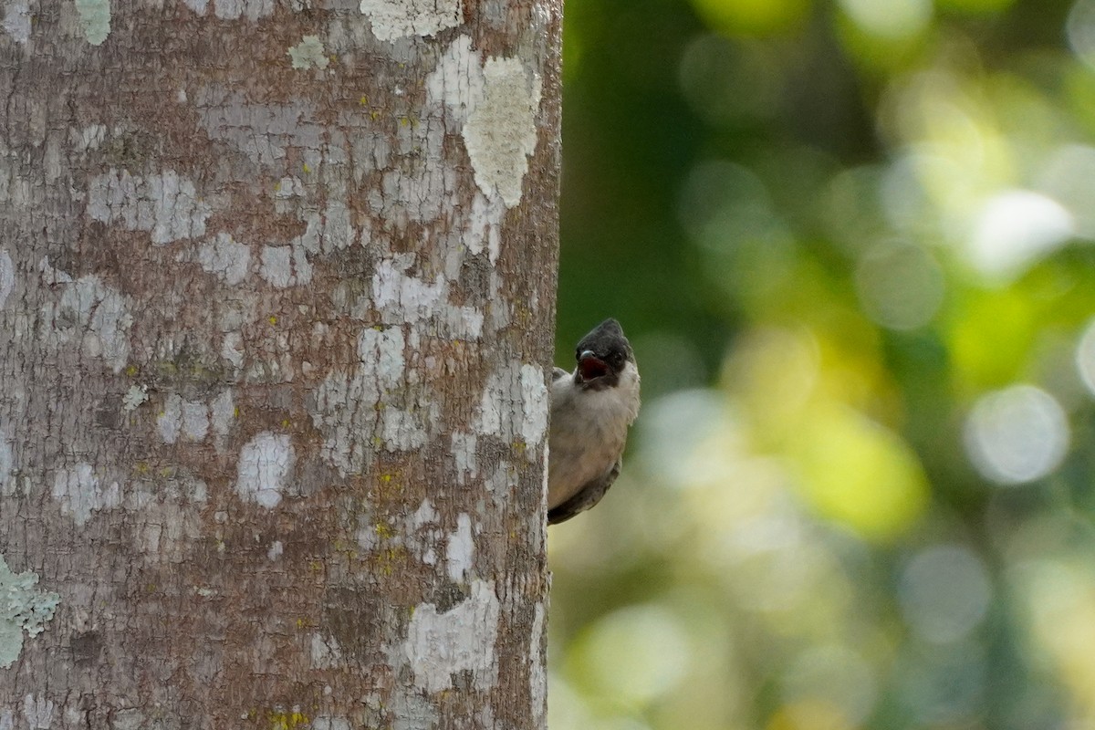 Sooty-headed Bulbul - Shih-Chun Huang