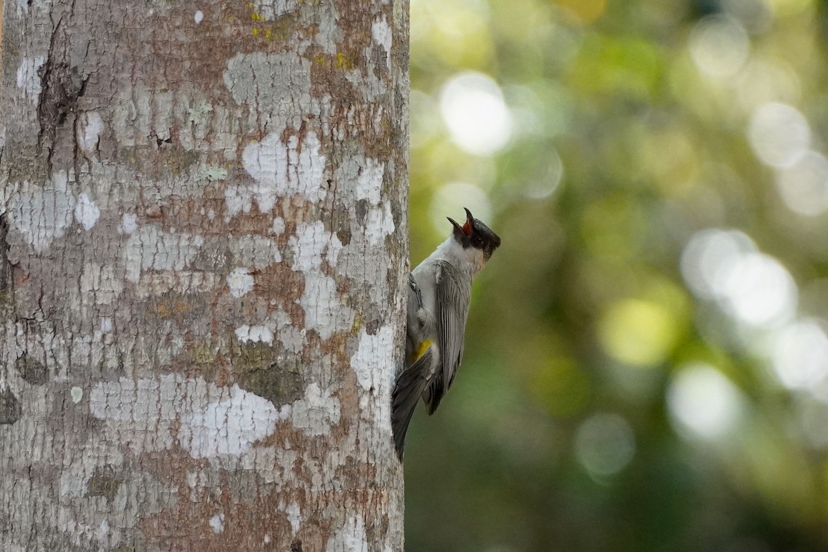 Sooty-headed Bulbul - Shih-Chun Huang