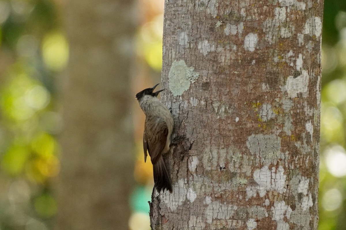 Sooty-headed Bulbul - Shih-Chun Huang