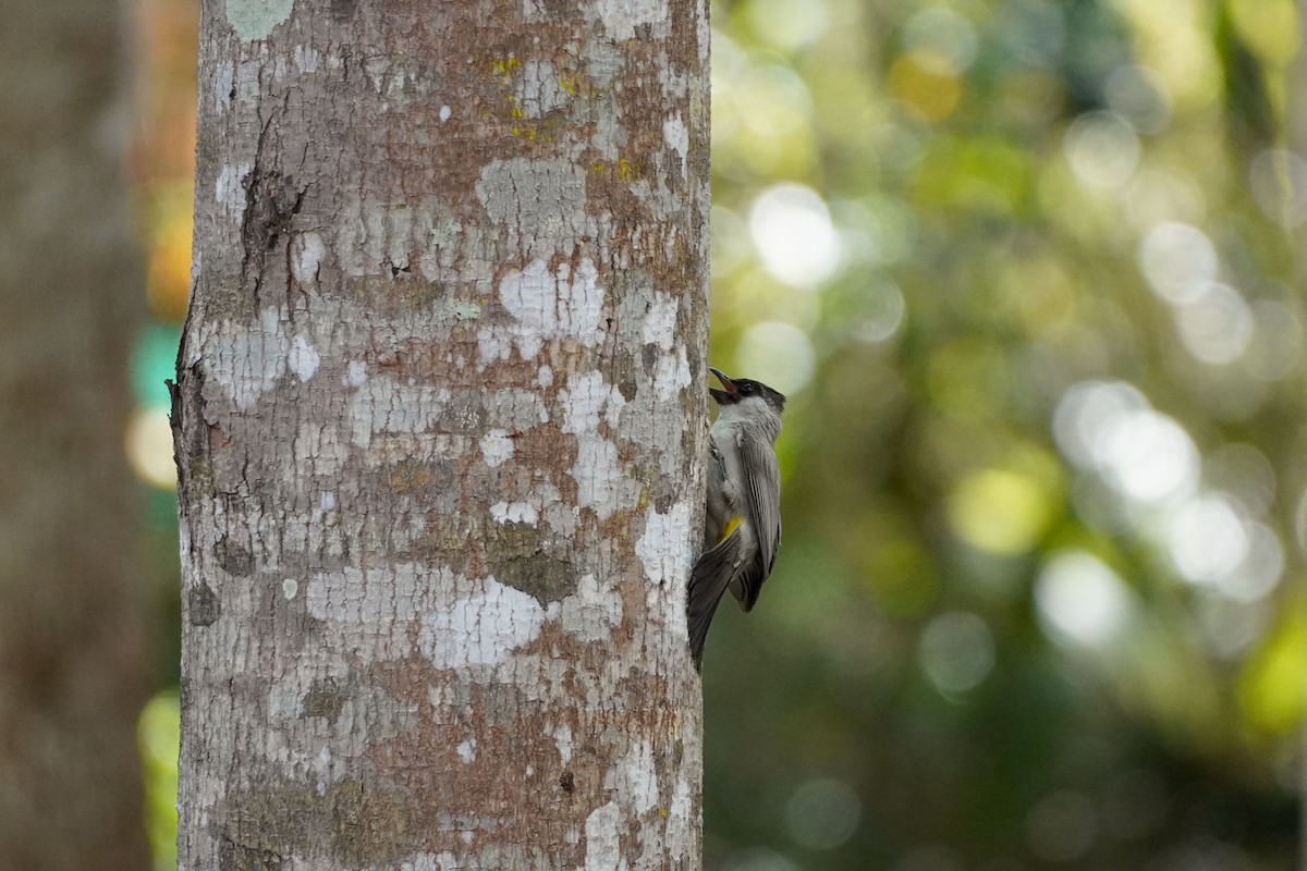 Sooty-headed Bulbul - Shih-Chun Huang