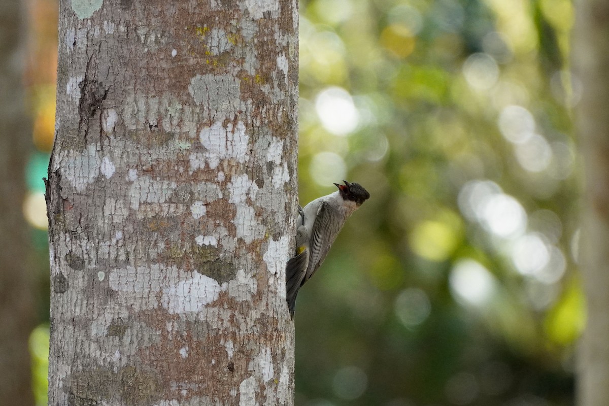 Sooty-headed Bulbul - Shih-Chun Huang