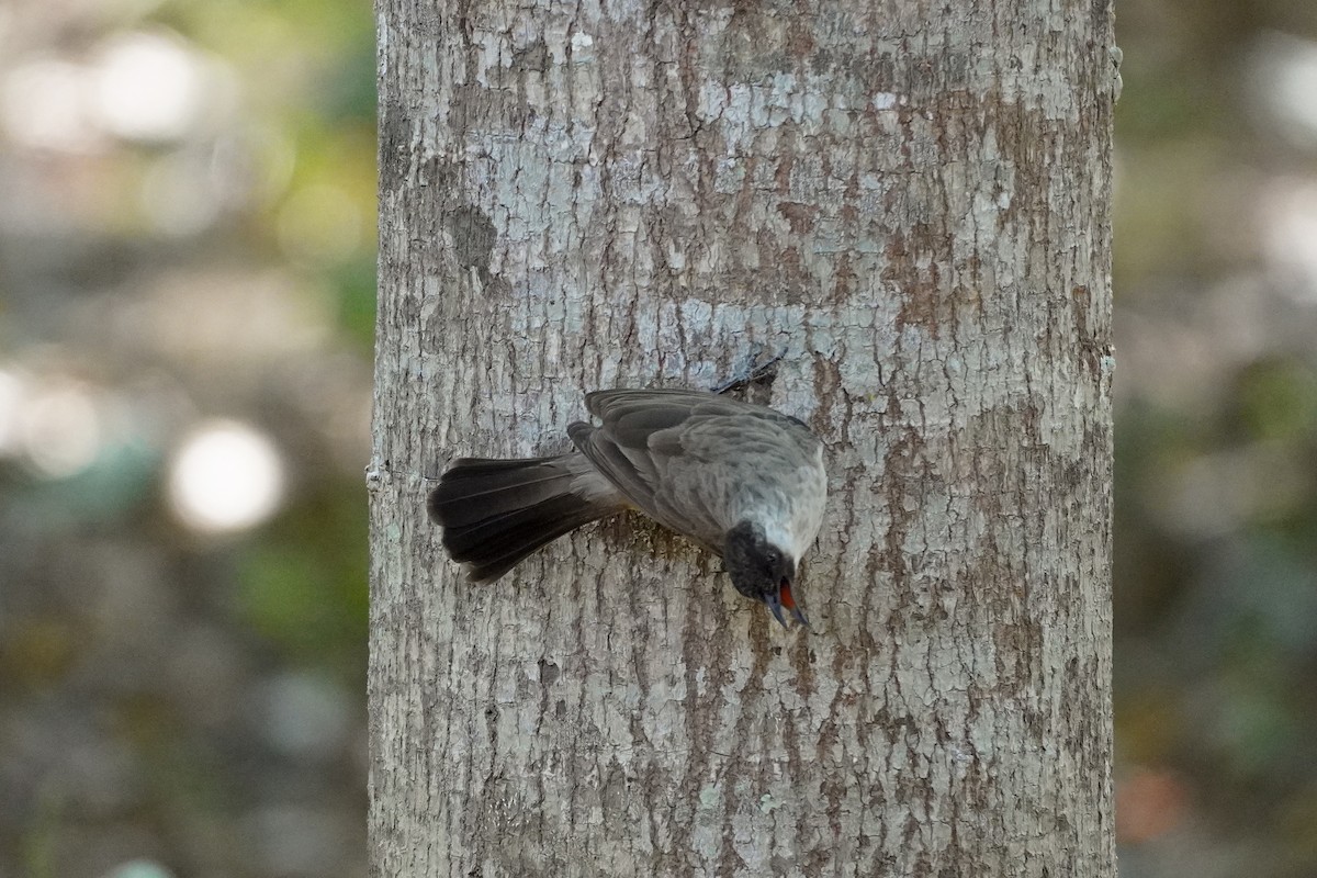 Sooty-headed Bulbul - Shih-Chun Huang