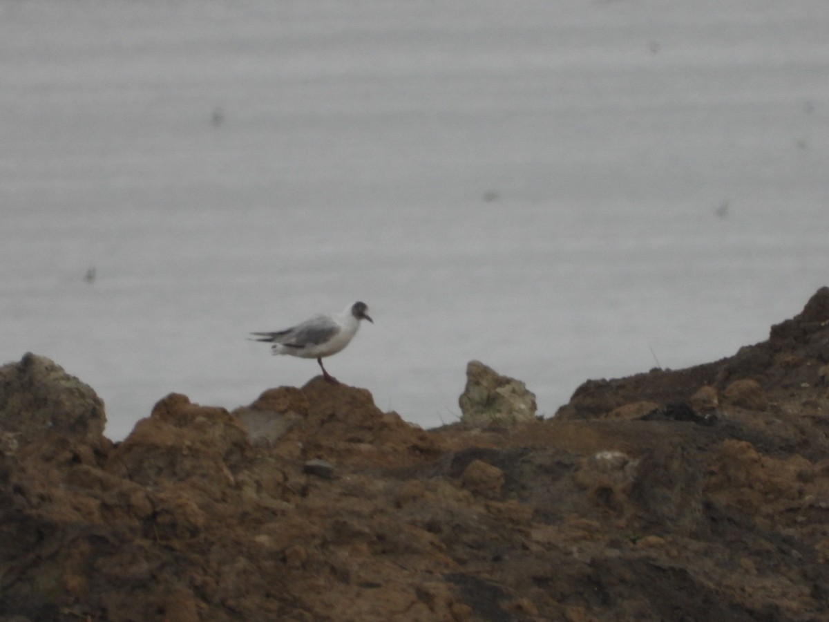 Black-headed Gull - Kenan Erayman