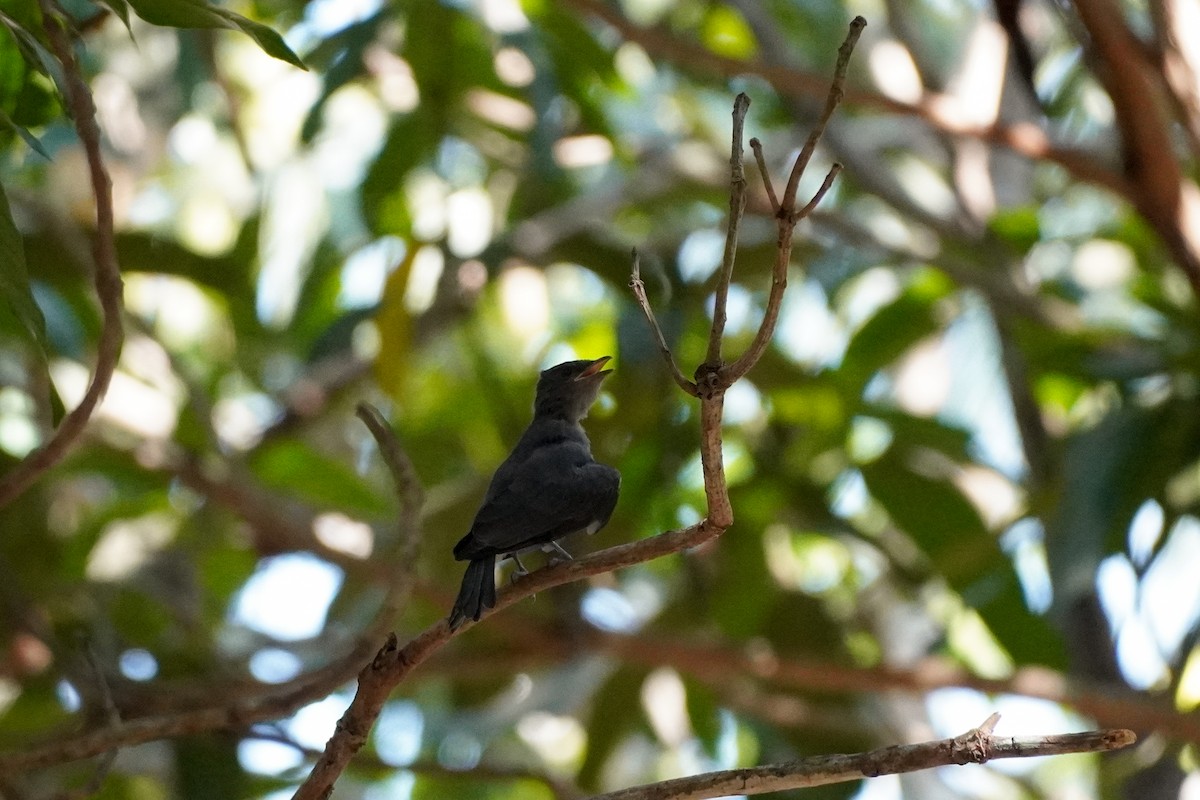 Ashy Drongo - Shih-Chun Huang