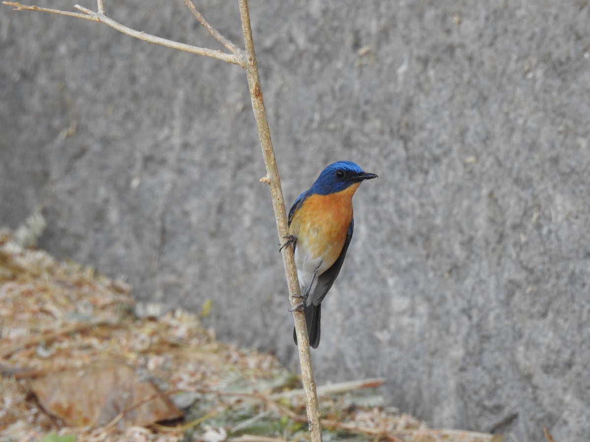 Tickell's Blue Flycatcher - ML618806556