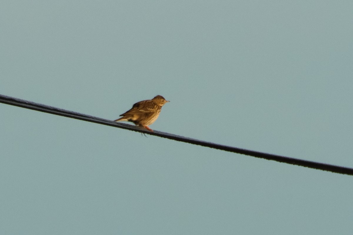 Meadow Pipit - Alexandre Hespanhol Leitão