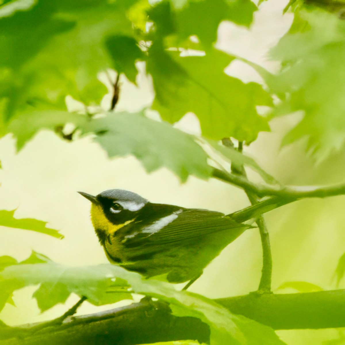 Magnolia Warbler - ML618806562